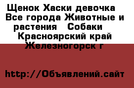 Щенок Хаски девочка - Все города Животные и растения » Собаки   . Красноярский край,Железногорск г.